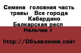 Семена (головная часть))) травы - Все города  »    . Кабардино-Балкарская респ.,Нальчик г.
